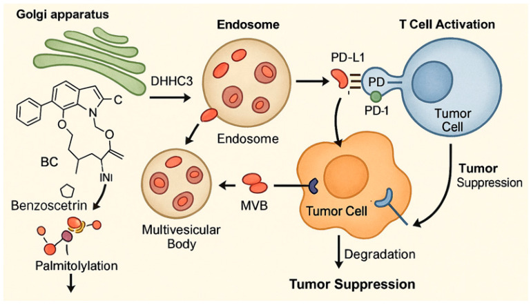 Marine-Derived Compounds: A New Horizon in Cancer, Renal, and Metabolic Disease Therapeutics.
