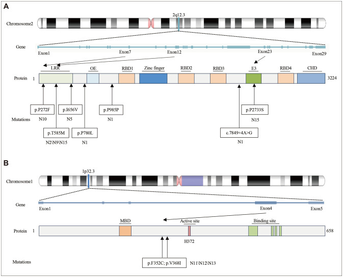 The Genetic Landscape of Acute Necrotizing Encephalopathy: Insights Into the Possible Pathogenesis.