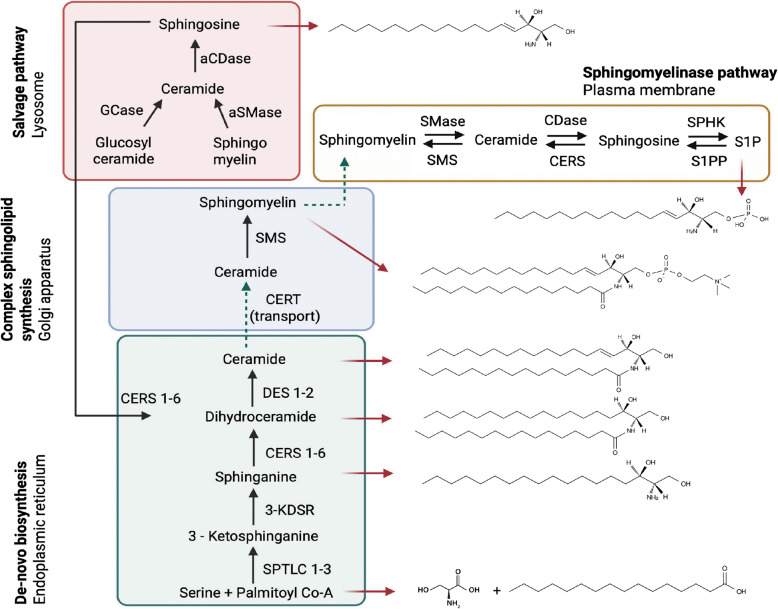 Ceramide signaling in immunity: a molecular perspective.