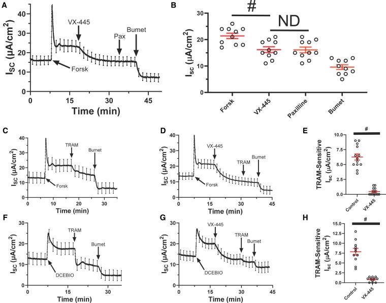 VX-445 (elexacaftor) inhibits chloride secretion across human bronchial epithelial cells by directly blocking KCa3.1 channels.
