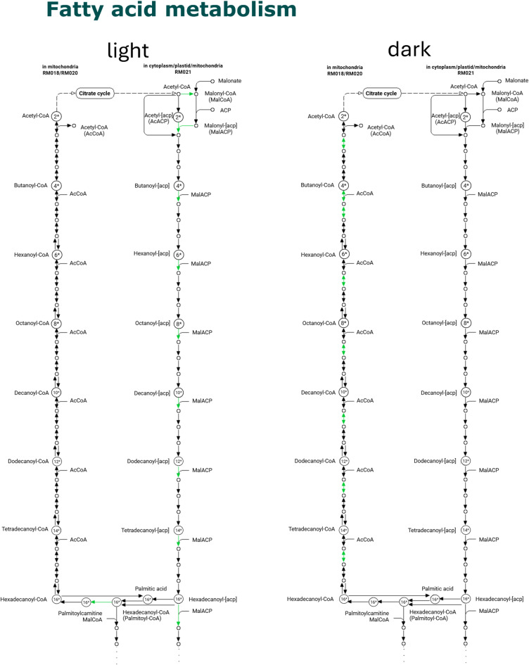 Peculiar proteome of dark-cultivated Euglena gracilis.