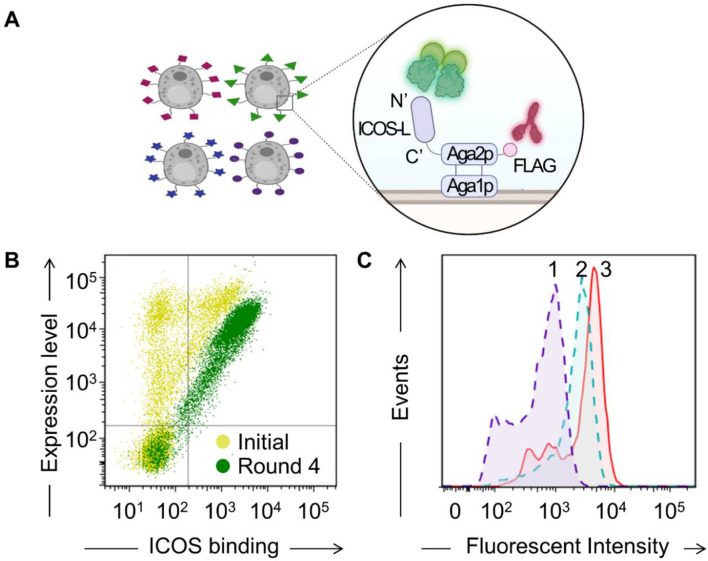 Directed evolution and modular integration of a high-affinity ICOS-L variant for potent T cell-mediated tumor elimination.