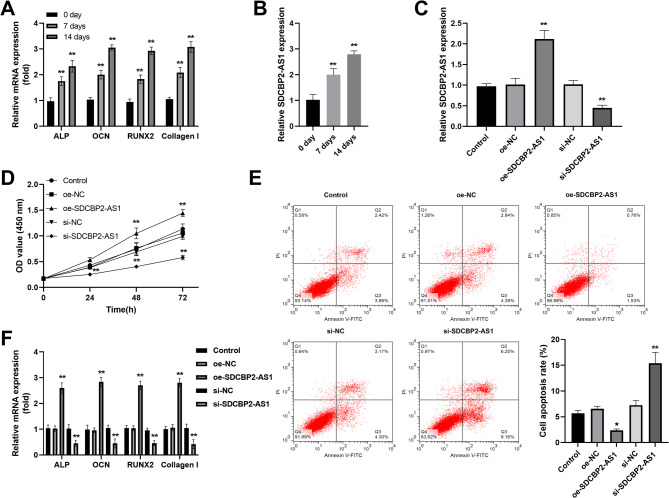 LncRNA SDCBP2-AS1 is a putative biomarker for postmenopausal osteoporosis and promotes osteogenic differentiation of BMSCs by regulating miR-361-3p.
