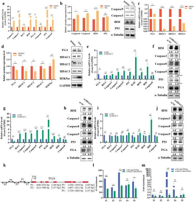 FGA, a new target of histone acetylation, inhibits apoptosis of granulosa cells in follicles.