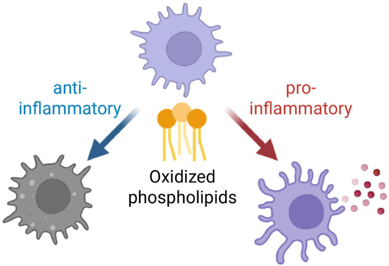 Oxidized phospholipid damage signals as modulators of immunity.