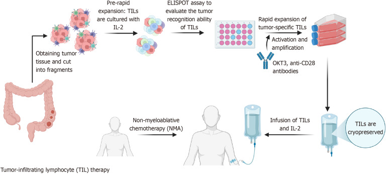 Adoptive cell therapy in colorectal cancer: Advances in chimeric antigen receptor T cells.