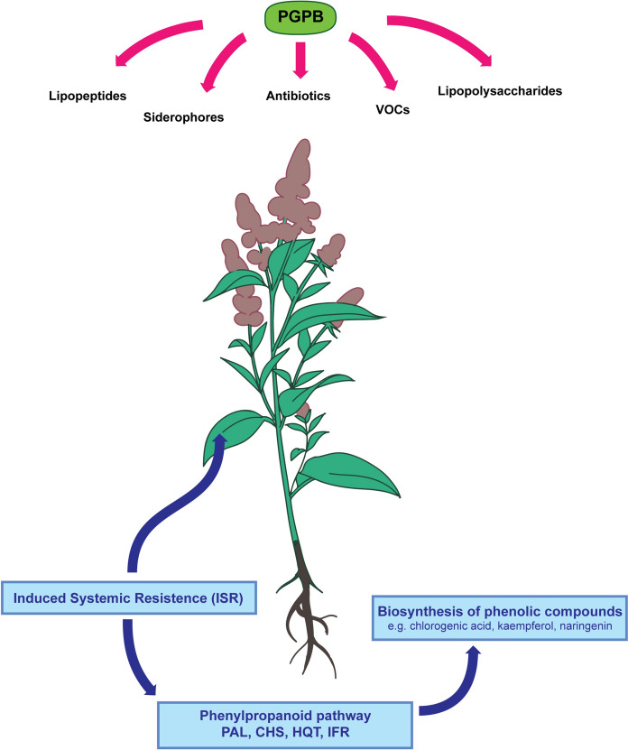 Role of plant growth-promoting bacteria (PGPB) in enhancing phenolic compounds biosynthesis and its relevance to abiotic stress tolerance in plants: a review