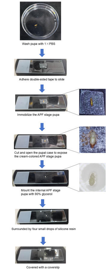 Live Cell Imaging to Monitor Axonal Pruning in <i>Drosophila</i> Motor Neurons.