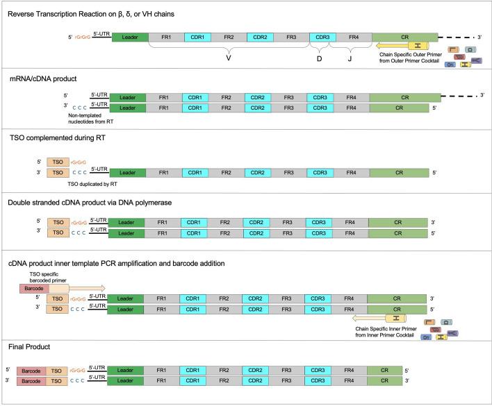 clonevdjseq: A workflow and bioinformatics management system for sequencing, archiving, and analysis of VDJ sequences from clonal libraries.