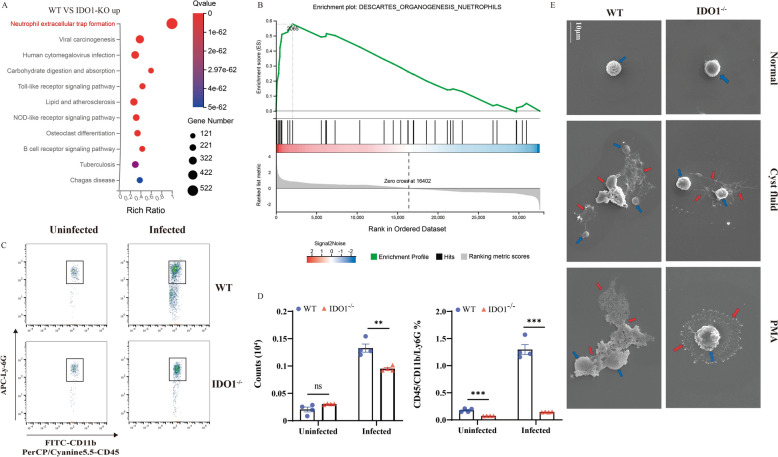 IDO1 promotes Echinococcus multilocularis infection by regulating the formation of neutrophil extracellular traps.