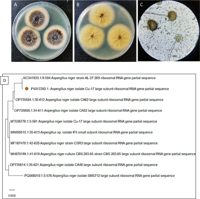 Antimicrobial, antibiofilm and antioxidant activities of bioactive secondary metabolites of marine Scarus ghobban gut-associated Aspergillus niger: In-vitro and in-silico studies.