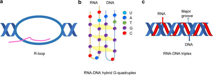 The relevance of RNA-DNA interactions as regulators of physiological functions.