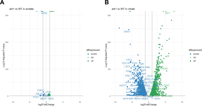 Control of citrate utilization by <i>Candida albicans</i> Adr1.