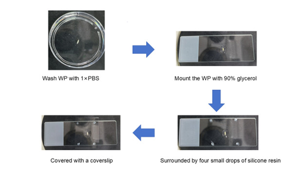 Live Cell Imaging to Monitor Axonal Pruning in <i>Drosophila</i> Motor Neurons.
