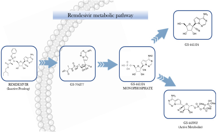 A Novel HPLC-MS/MS Method for the Intracellular Quantification of the Active Triphosphate Metabolite of Remdesivir: GS-443902.