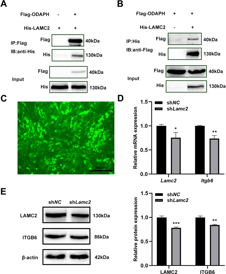 Odontogenesis-associated phosphoprotein (ODAPH) Promotes Ameloblast adhesion and alkaline phosphatase (ALP) expression via LAMC2/ ITGB6/TGF-β1 signaling pathway.