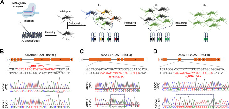 ABC transporters knockout in Aedes aegypti induces upregulation of paralogous genes, avoiding resistance development to Bacillus thuringiensis Cry toxins.