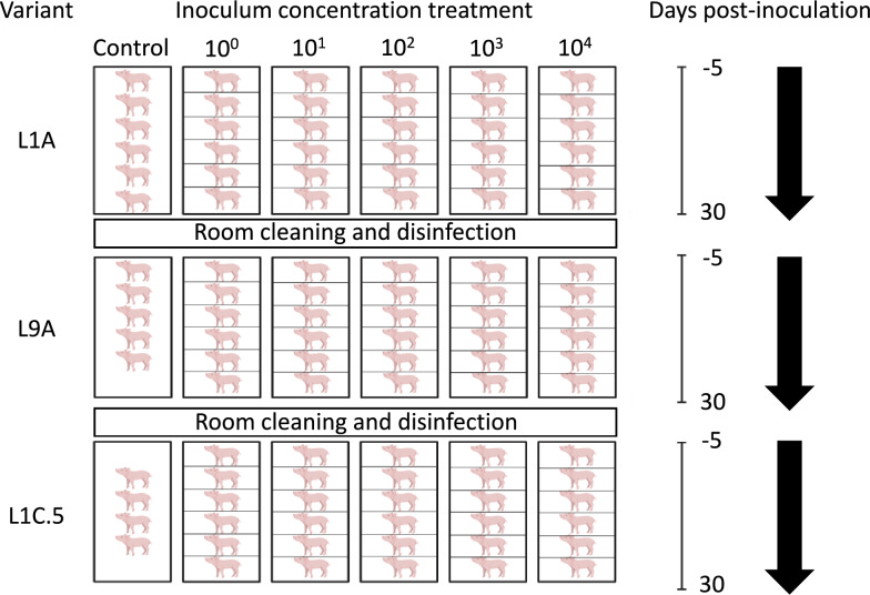 Evaluation of the infectivity of three porcine reproductive and respiratory syndrome virus (PRRSV) variants.