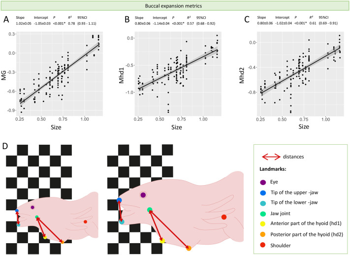 The impact of size and ontogeny on suction feeding kinematics in the axolotl (Ambystoma mexicanum).