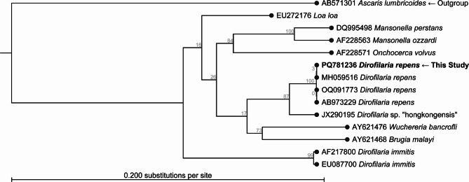 Subcutaneous Dirofilaria repens infection in an imported dog in Denmark.