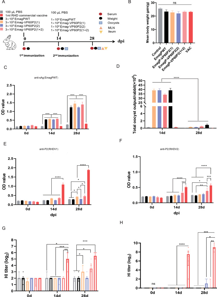 Precocious Eimeria magna transgenically expressing RHDV P2 subdomain induces immune responses in rabbits.