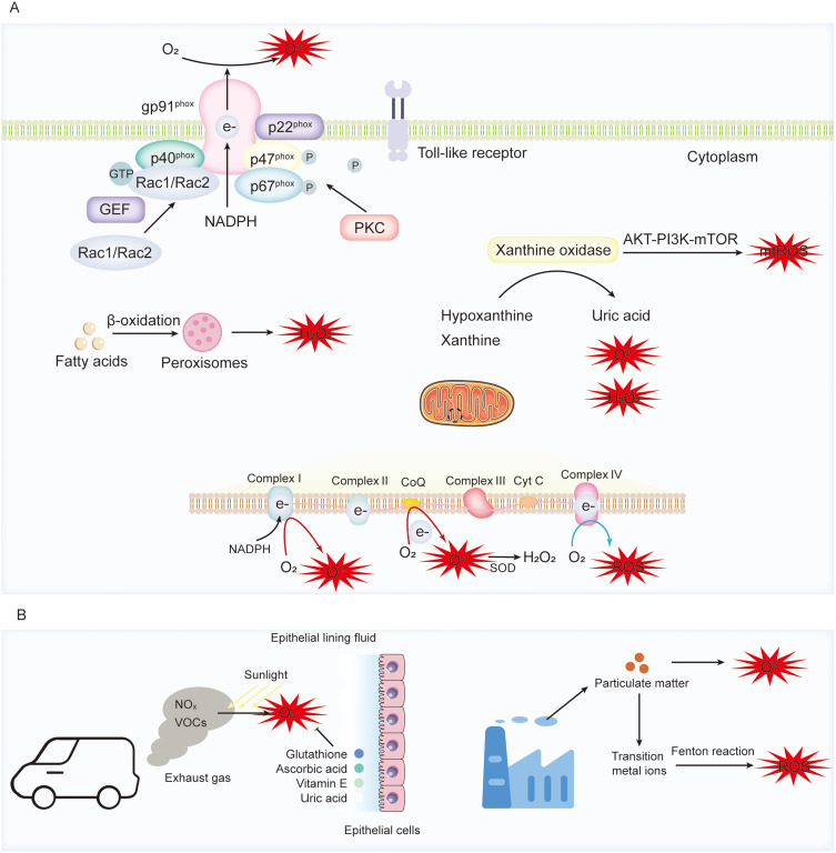 Reactive Oxygen Species in Asthma: Regulators of Macrophage Polarization and Therapeutic Implications: A Narrative Review.