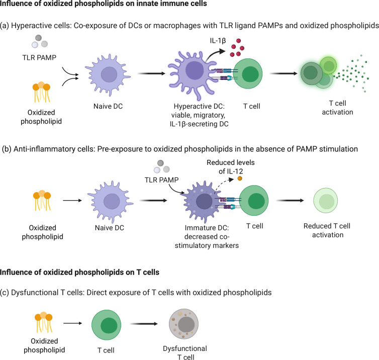 Oxidized phospholipid damage signals as modulators of immunity.