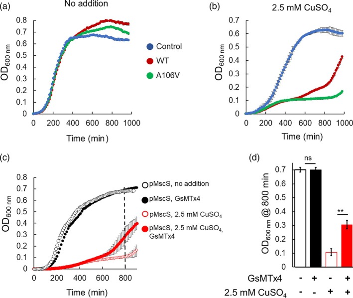 Prokaryotic mechanosensitive channels mediate copper influx.
