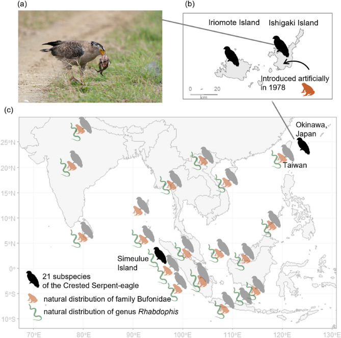 Evolutionary insights into Na<sup>+</sup>/K<sup>+</sup>-ATPase-mediated toxin resistance in the Crested Serpent-eagle preying on introduced cane toads in Okinawa, Japan.