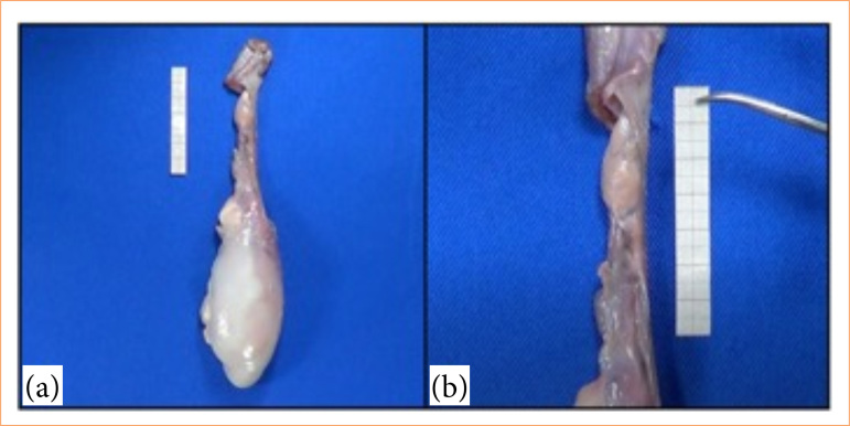 "Gotta have balls": bovine testicles and video magnification imaging in the varicocelectomy training.