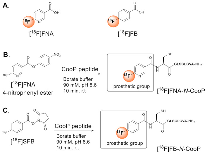 Rapid cleavage of 6-[18F]fluoronicotinic acid prosthetic group governs BT12 glioblastoma xenograft uptake: implications for radiolabeling design of biomolecules