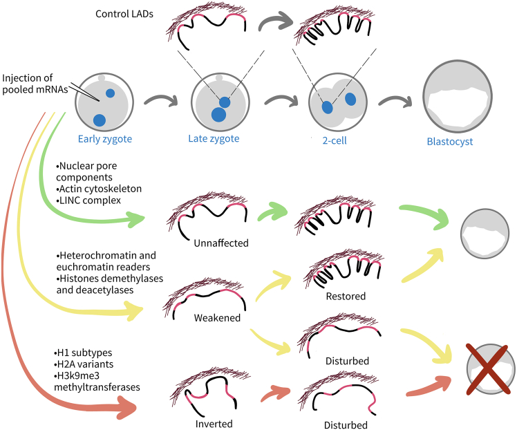 Peripheral chromatin remodeling at the center of zygotic genome activation.