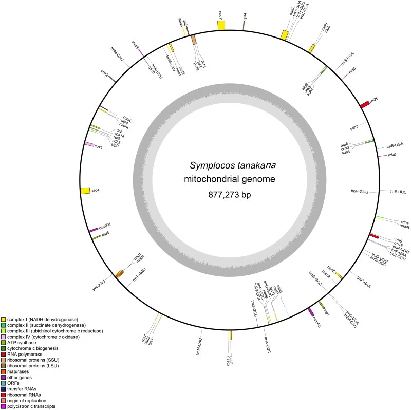 The complete mitochondrial genome of <i>Symplocos tanakana</i>.