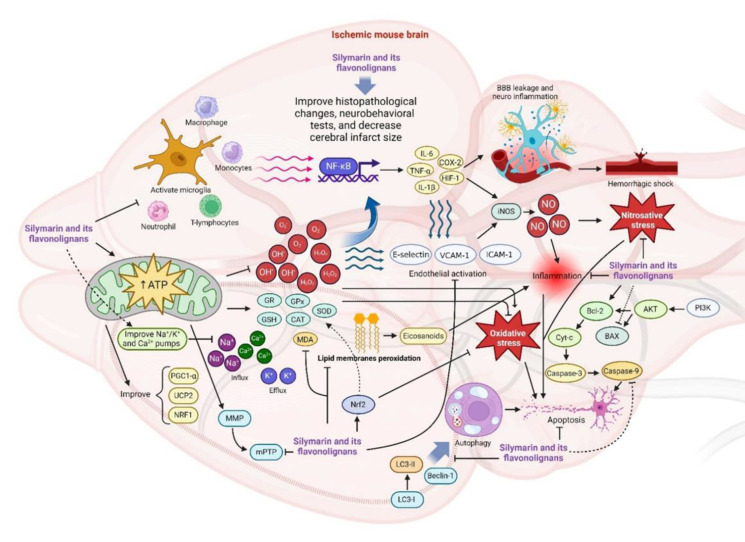 A systematic review of silymarin and silibinin mechanisms for attenuating cerebral ischemia-reperfusion injuries.