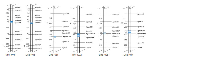 Drought tolerance of the photosynthetic apparatus of bread wheat (Triticum aestivum L.) lines with introgressions in chromosome 2D from Aegilops tauschii Coss.