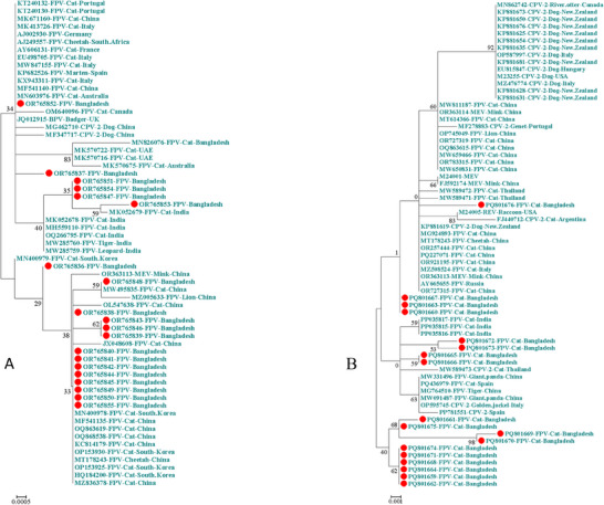 Clinical Epidemiology and Molecular Investigation of Protoparvovirus carnivoran1 Infection in Naturally Infected Domestic Cats in Bangladesh.