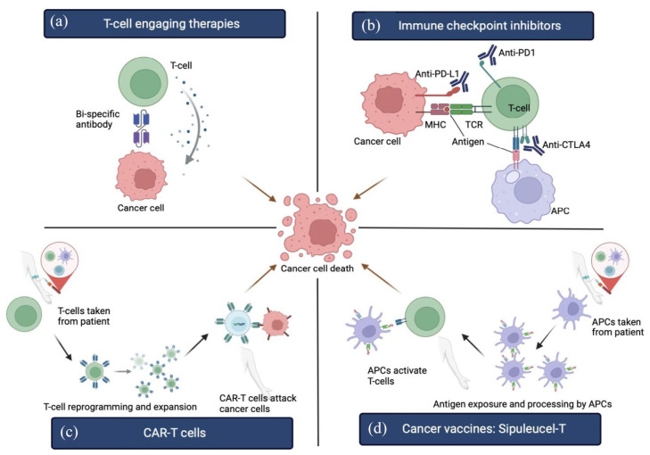 Immunotherapy in metastatic prostate cancer.