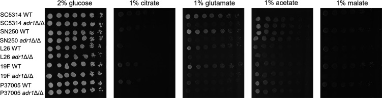 Control of citrate utilization by <i>Candida albicans</i> Adr1.