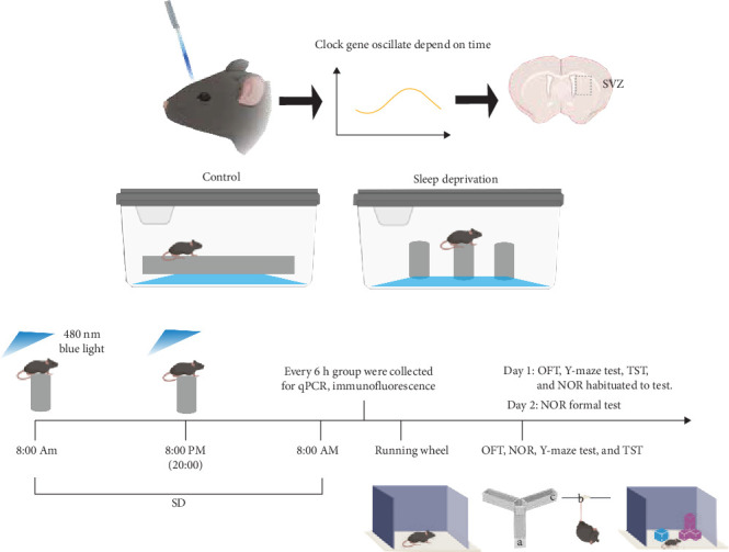 ipRGCs Sensitive Blue Light Exposure Promotes the Robustness of Circadian and Neural Stem Cells in Sleep Deprived Conditions.