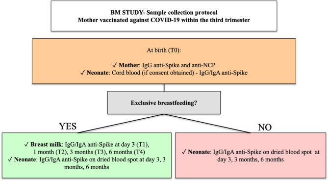 BM study: a monocentric prospective observational cohort study on neonatal humoral immunity against COVID-19 secondary to transplacental antibody transfer and breastfeeding.