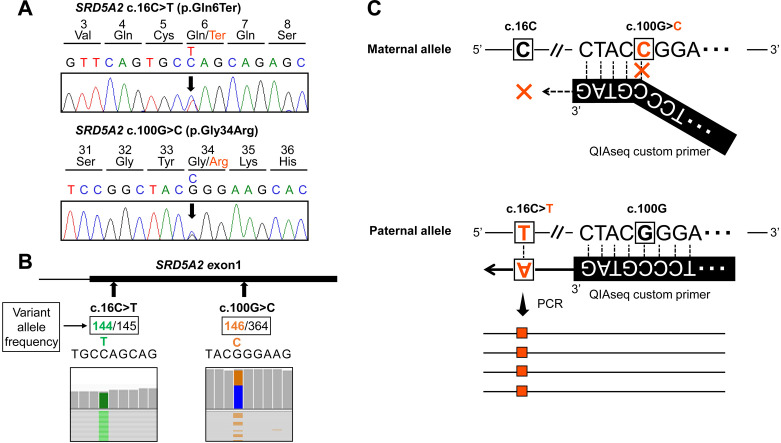 Amplicon-based targeted next-generation sequencing using dried blood spots for 46,XY differences/disorders of sex development: Aiming for diagnosis by minimally invasive testing.