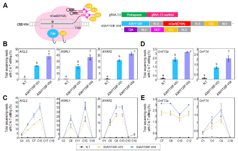 Identification of optimal adenine and cytosine base editors for genome editing in Arabidopsis and soybean.