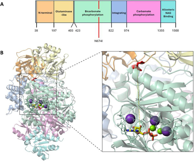 A hypomorphic model of CPS1 deficiency for investigating the effects of hyperammonemia on the developing nervous system.
