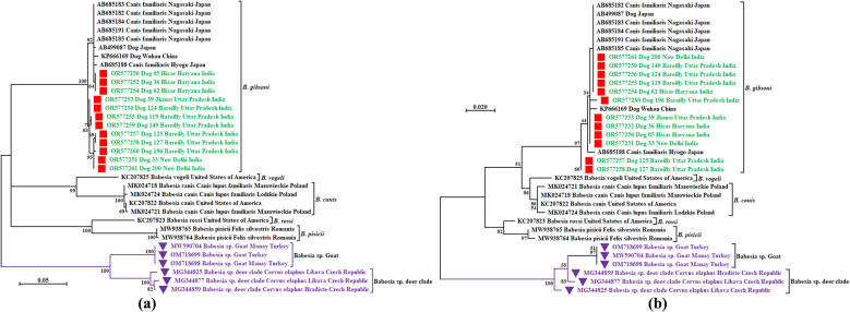 Genetic structure and evolutionary dynamics of Babesia gibsoni populations: a cytochrome oxidase subunit I (COXI) gene-based study.