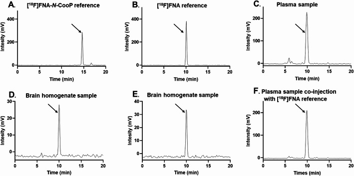 Rapid cleavage of 6-[18F]fluoronicotinic acid prosthetic group governs BT12 glioblastoma xenograft uptake: implications for radiolabeling design of biomolecules