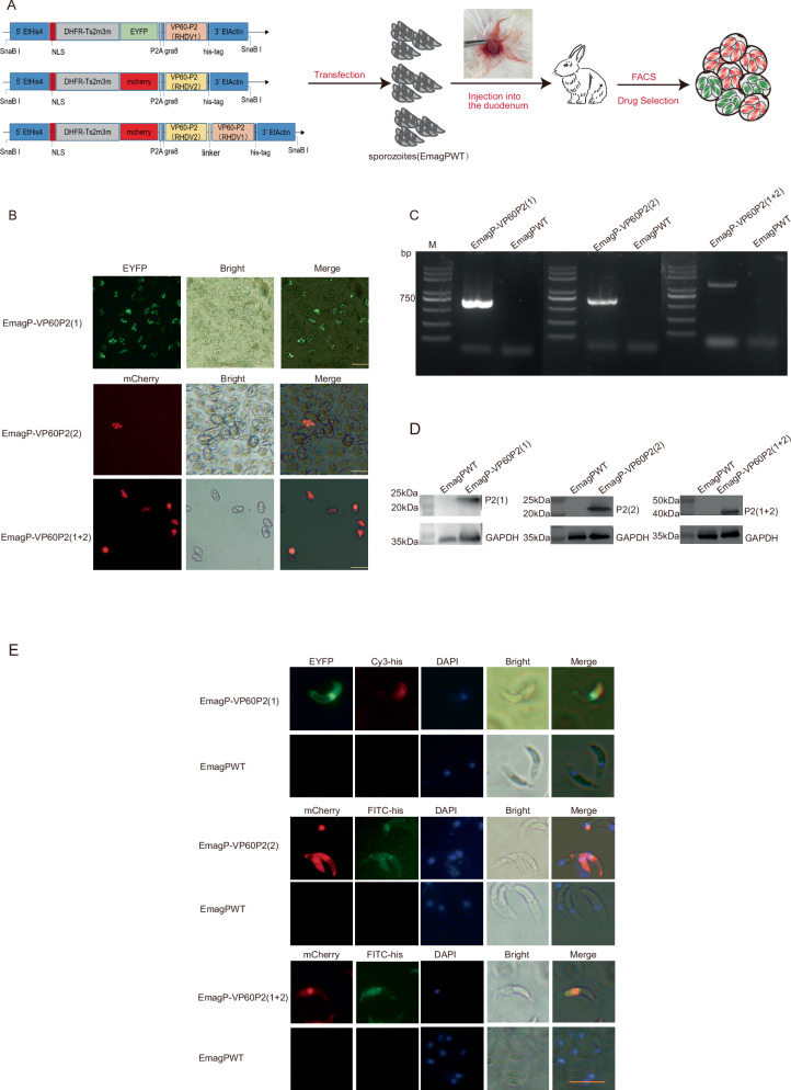Precocious Eimeria magna transgenically expressing RHDV P2 subdomain induces immune responses in rabbits.