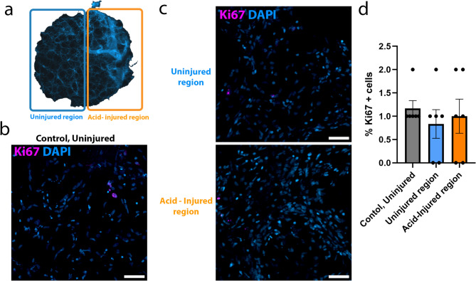 A human PCLS model of lung injury and repair for discovery and pharmaceutical research.