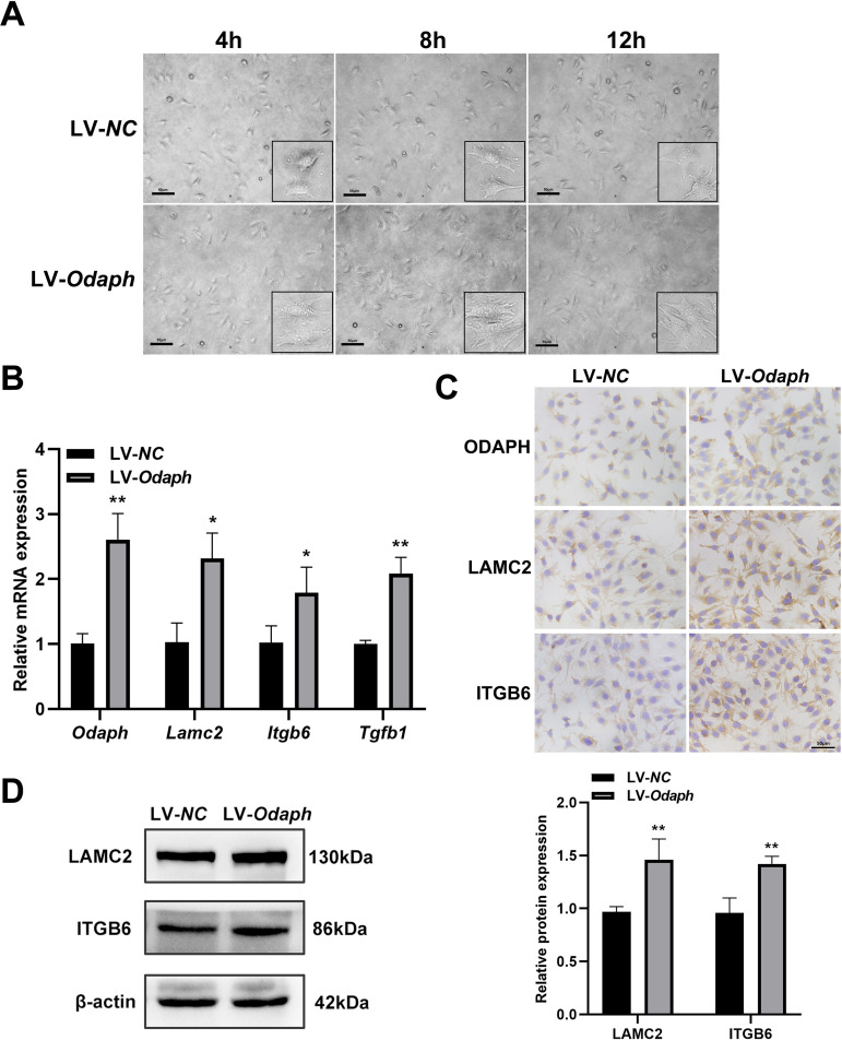 Odontogenesis-associated phosphoprotein (ODAPH) Promotes Ameloblast adhesion and alkaline phosphatase (ALP) expression via LAMC2/ ITGB6/TGF-β1 signaling pathway.