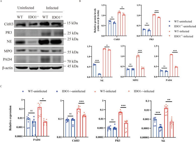 IDO1 promotes Echinococcus multilocularis infection by regulating the formation of neutrophil extracellular traps.