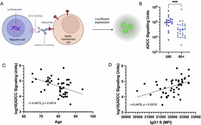 Age-associated defect in ADCC response to COVID-19 vaccine.